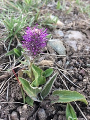 Veronica wyomingensis