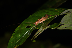 Ischnomela pulchripennis