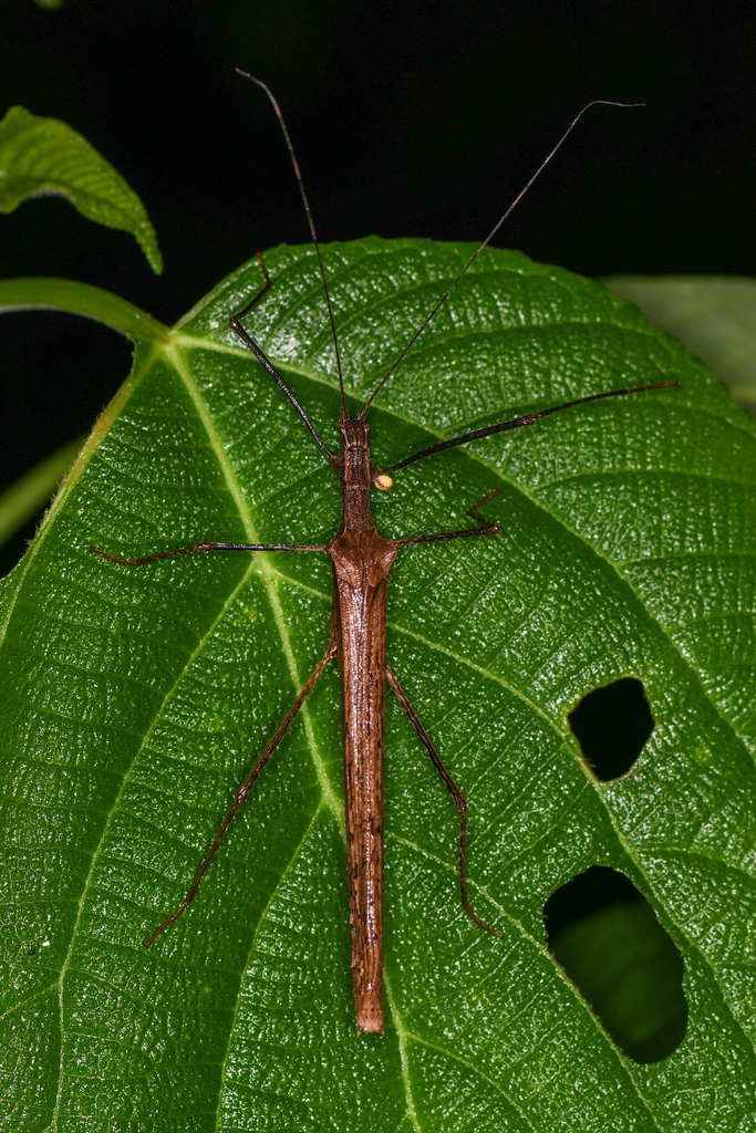 Pseudophasma unicolor