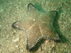 Anthenea pentagonula