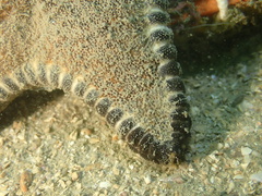 Anthenea pentagonula