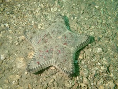 Anthenea pentagonula