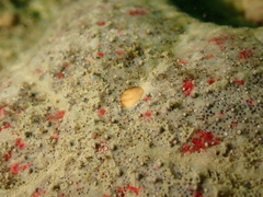 Anthenea pentagonula