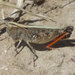 White-whiskered Grasshopper - Photo (c) Mathew L. Brust, some rights reserved (CC BY-NC), uploaded by Mathew L. Brust