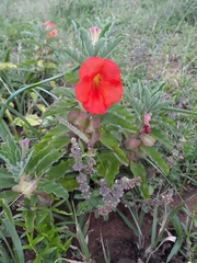 Pterodiscus cinnabarinus