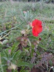 Pterodiscus cinnabarinus