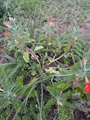 Pterodiscus cinnabarinus