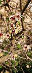 Chimonanthus