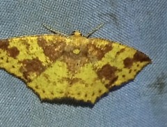Periclina