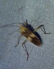 Hypselonotus punctiventris