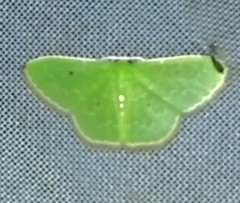 Synchlora concinnaria