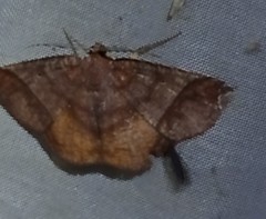 Thysanopyga abdominaria