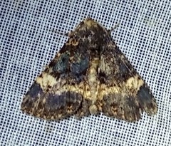 Metalectra carneomacula