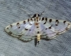 Conchylodes ovulalis