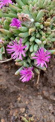 Delosperma pilosulum