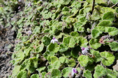 Lobelia ardisiandroides