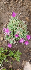 Delosperma pilosulum