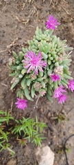Delosperma pilosulum