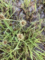 Cyperus teneristolon