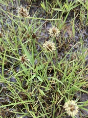 Cyperus teneristolon
