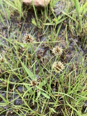 Cyperus teneristolon
