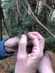 Abies hickelii