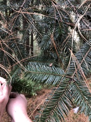 Abies hickelii