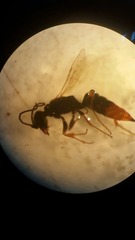 Dolichurus