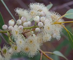 Corymbia opaca
