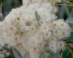 Corymbia opaca