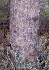 Corymbia opaca