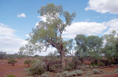 Corymbia opaca