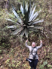Agave atrovirens atrovirens