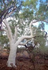 Corymbia candida