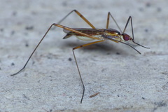 Micropeza grallatrix