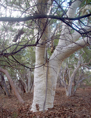 Corymbia candida