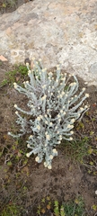 Helichrysum aureonitens