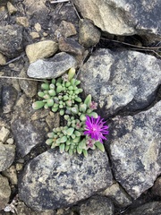 Delosperma pilosulum