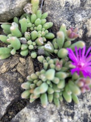 Delosperma pilosulum