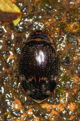 Thermonectus