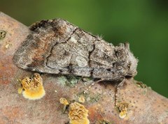 Chytonix sensilis