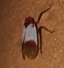 Metaphaena