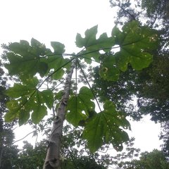 Vasconcellea cauliflora