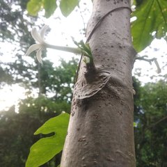 Vasconcellea cauliflora