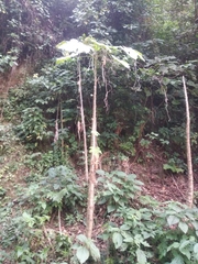 Vasconcellea cauliflora