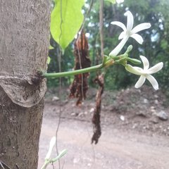 Vasconcellea cauliflora