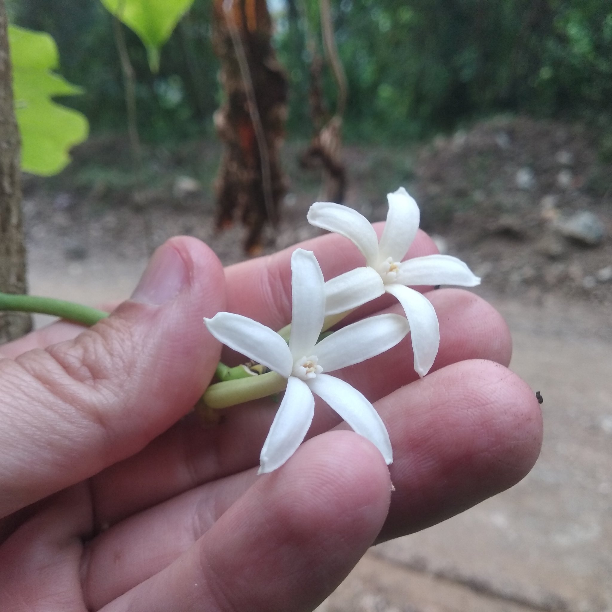 Imagem de Mamãozinho-de-veado