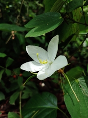Bauhinia acuminata