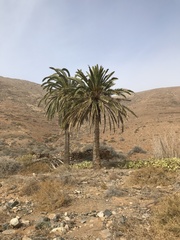 Phoenix canariensis image