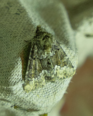 Oligia strigilis